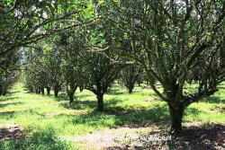 30 acres citrus