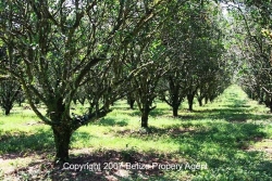 30 acres citrus