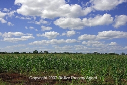 500acres_01.jpg