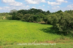 cleared lands