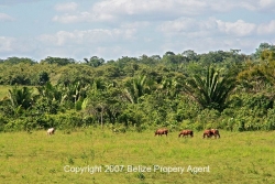 pastureland