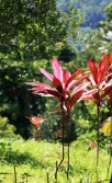 nice plants