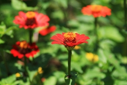 nice flowers