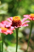 nice flowers