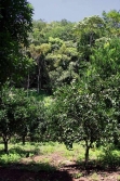 citrus