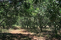 citrus orchards