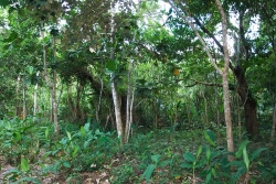 Belize properties