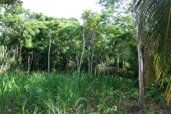 Belize land for sale
