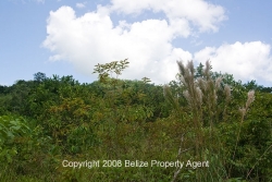 cleared areas