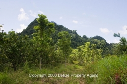 variety of trees