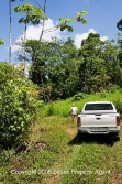 bush varieties
