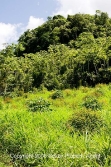 low bush