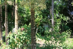 front yard