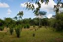Prime Belize Real Estate-fantastic one acre property just one mile from Belmopan!