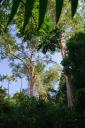 Belize real estate for sale including this 25 acres parcel near Dangriga on Old Mulln’s River Road