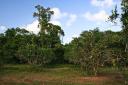 80 acres of Belize real estate with 3/4 mile river frontage