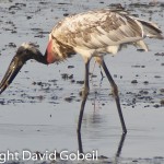 People purchse Belize real estate to be near wildife such as this Jabiru Stork