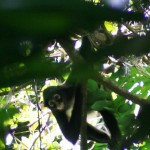 while searching for wild Belize real estate behind St. Margaret's Village we spot spyder monkeys