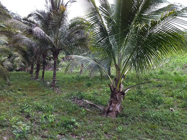 Coconuts on the property