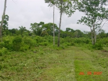 some teak trees