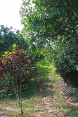 Belize Real estate-income producing citrus farm