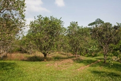 15-acres-citrus-mile19-7439_0