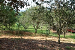 15-acres-citrus-mile19-7450_0