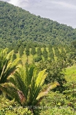 Belize real estate for sale-citrus farm on Hummingbird
