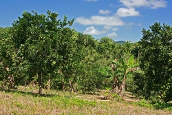 30acres-citrus-farm_03_0