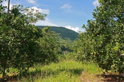 30acres-citrus-farm_04_0