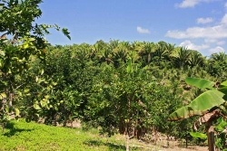 30acres-citrus-farm_05_0