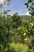 30acres-citrus-farm_07_0