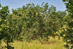 30acres-citrus-farm_10_0