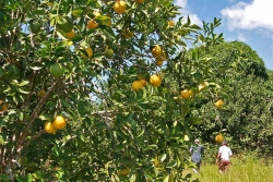30acres-citrus-farm_11_0