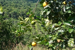 30acres-citrus-farm_19_0