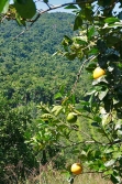 30acres-citrus-farm_20_0