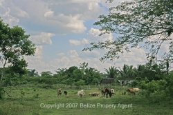 Belize Real Estate-land for sale in More Tomorrow