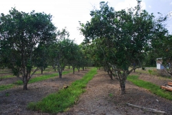 15 acres citrus on Belize land