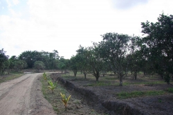 nice roads through property