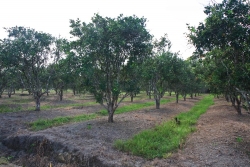 Belize farms -15 acres citrus