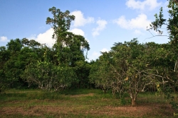 Real estate in Belize- citrus