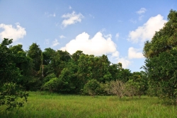 Nicely treed Belize real estate