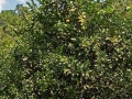 Belize properties-citrus trees