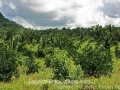 citrus trees, mountains