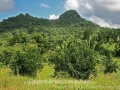 citrus trees