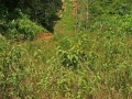 foliage and trees