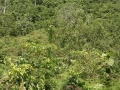 jungle foliage