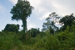 some large trees