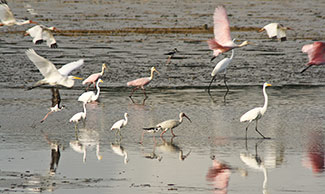 An interesting variety of shore birds taking flight at Sapodilla Lagoon, Belize