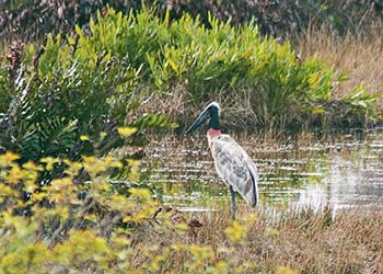 The Majestic Jabiru Stork, Belize’s National Bird, at Sapodilla Lagoon in July 07